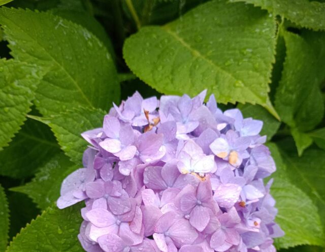 【おでかけ日記】雨の服部緑地